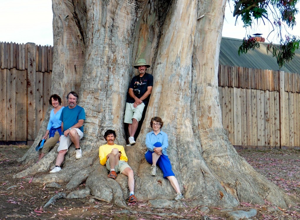 Matt and Laurel went home early. The rest of us played together for one day. This immense eucalyptus tree is outside the front gate of Fort Ross. Left to right: Kathy & Kevin, David, Geoff, and me.